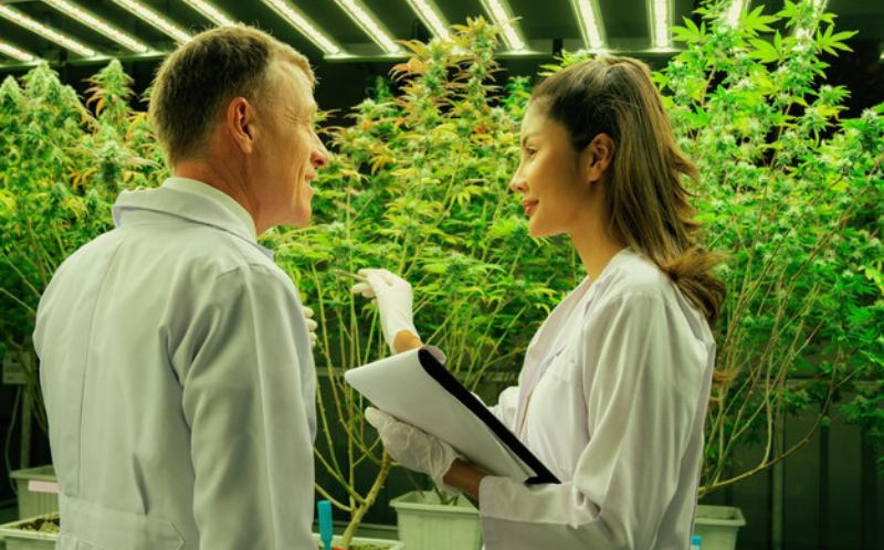 Cannabis Business Qualifying Criteria: